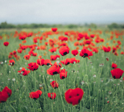 Remembrance Day - Lest we forget